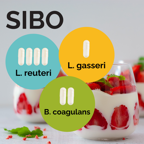 L. reuteri + L. gasseri + B. coagulans | Yoghurt Starter Set | SIBO | Starterculturen | 3er Pack