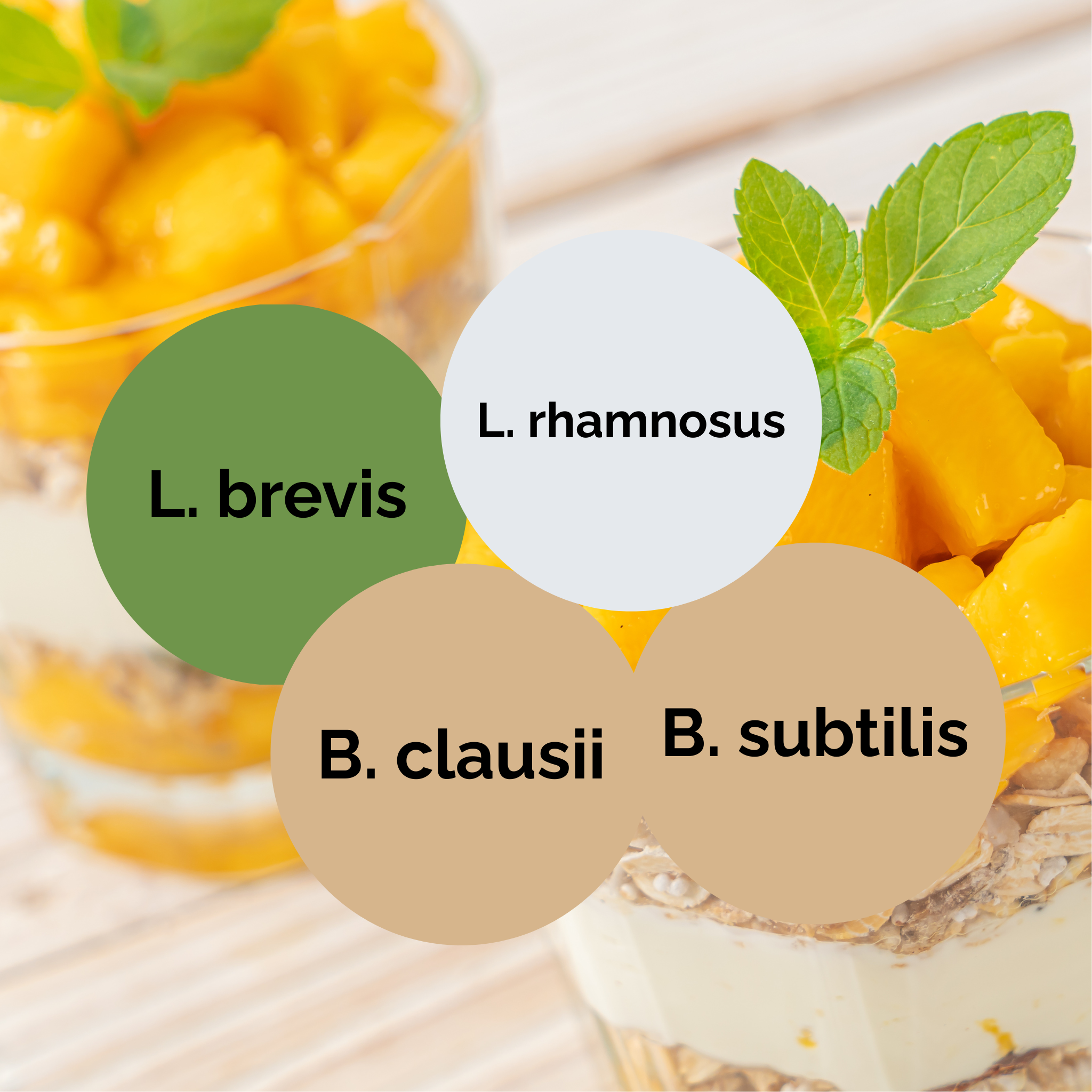 L. brevis + L. rhamnosus + B. subtilis + B. clausii | Yoghurt Starter Set | Starterculturen | 3er Pack