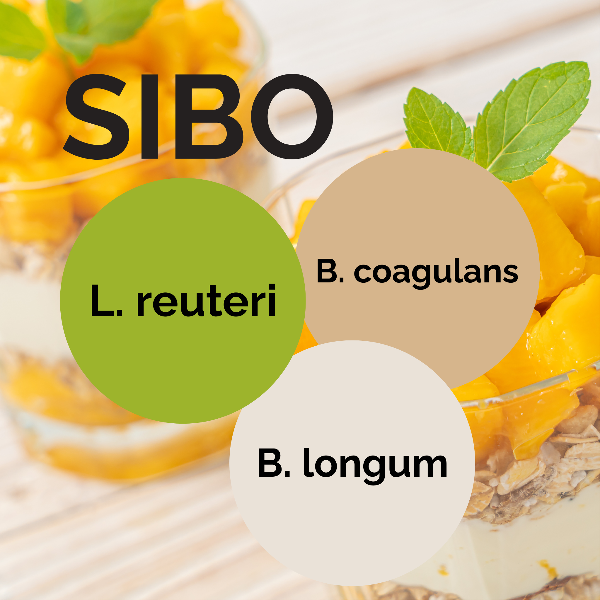 L. reuteri + B. coagulans + B. longum | Yoghurt Starter Set | SIBO | Starterculturen | 3er Pack
