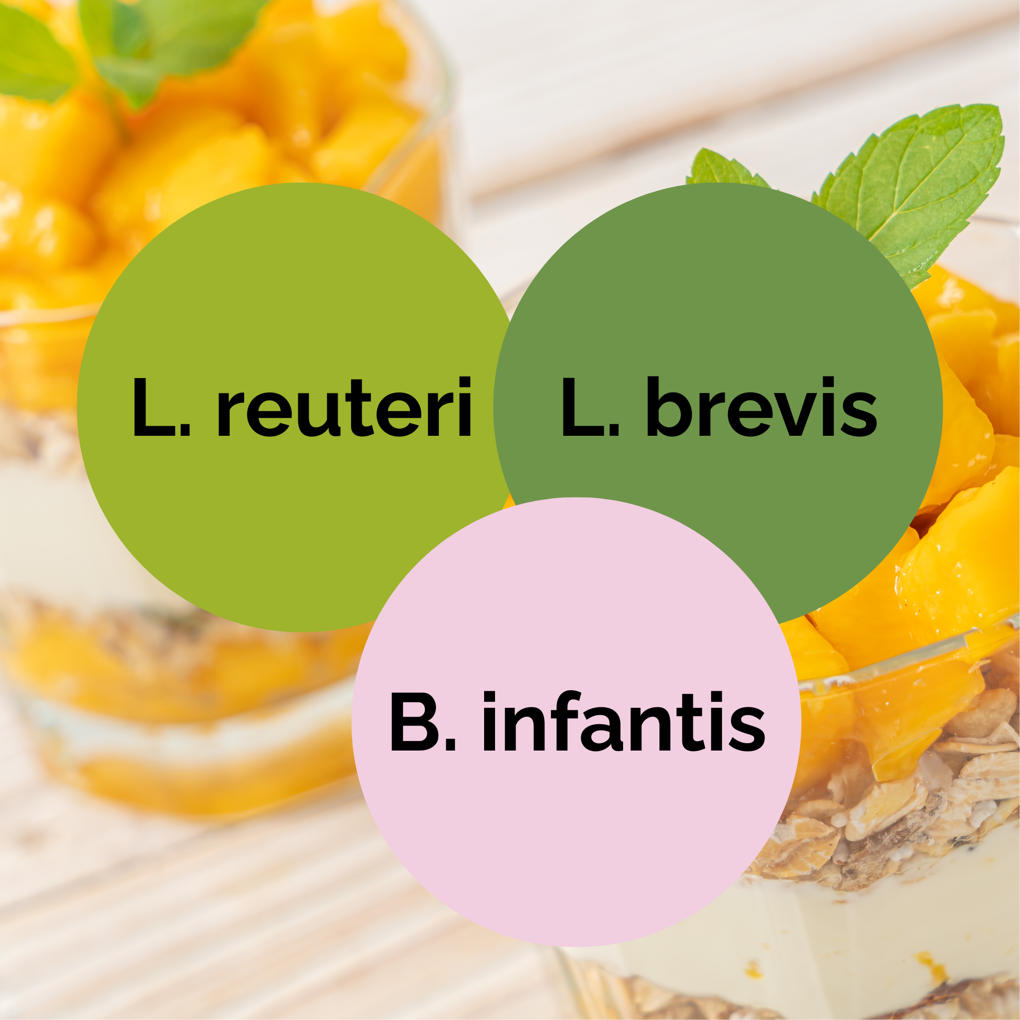 L. reuteri + L. brevis + B. infantis | Yoghurt Starter Set | Starterculturen | 3er Pack