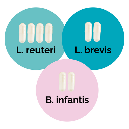 L. reuteri + L. brevis + B. infantis | Yoghurt Starter Set | Starterculturen | 3er Pack