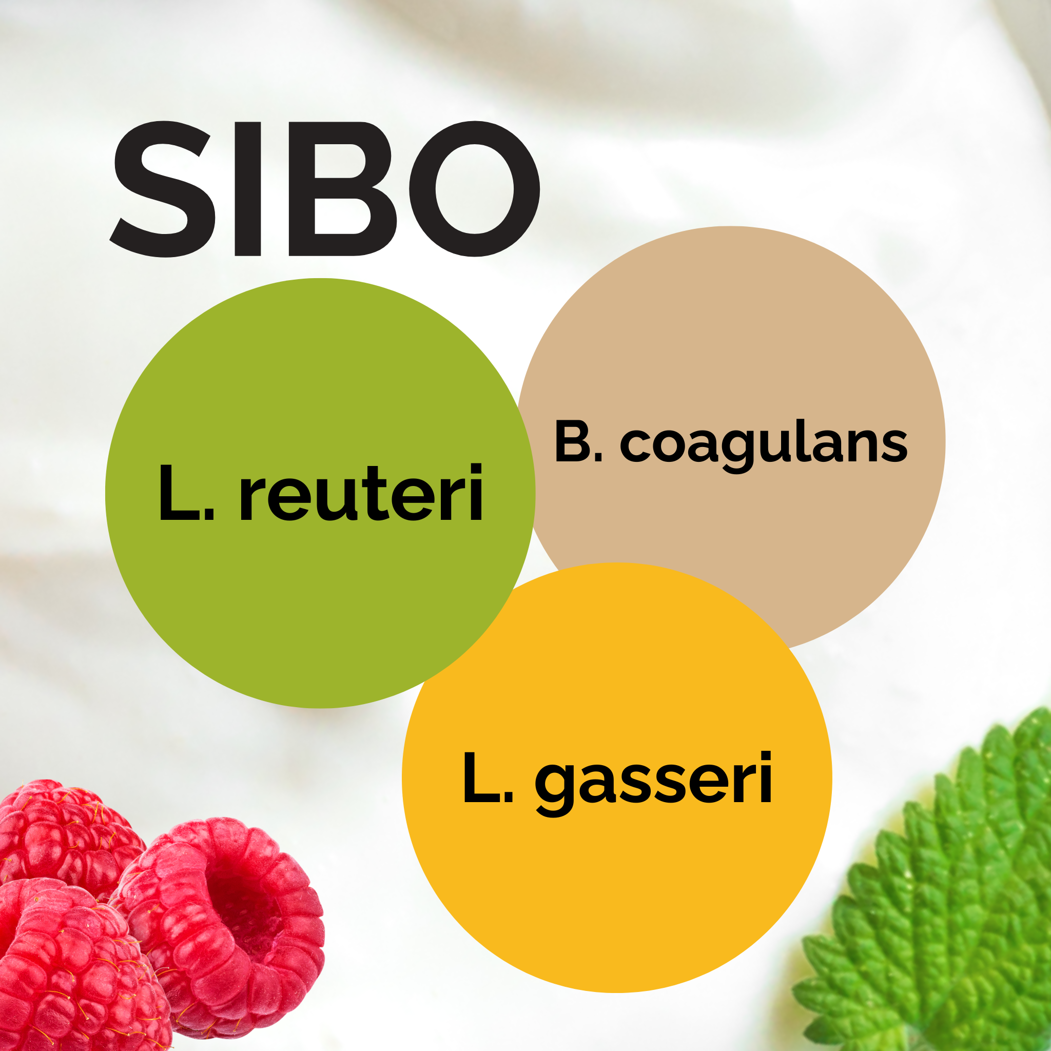 L. reuteri + B. coagulans + L. gasseri | Yoghurt Starter Set | SIBO-yoghurt volgens Dr. Davis | Starterculturen | 3er Pack