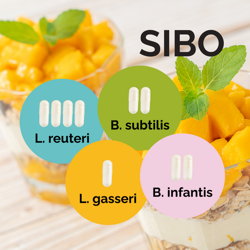 L. reuteri + L. gasseri + B. infantis + B. subtilis | Yoghurt Starter Set | SIBO | Starterculturen | 3er Pack