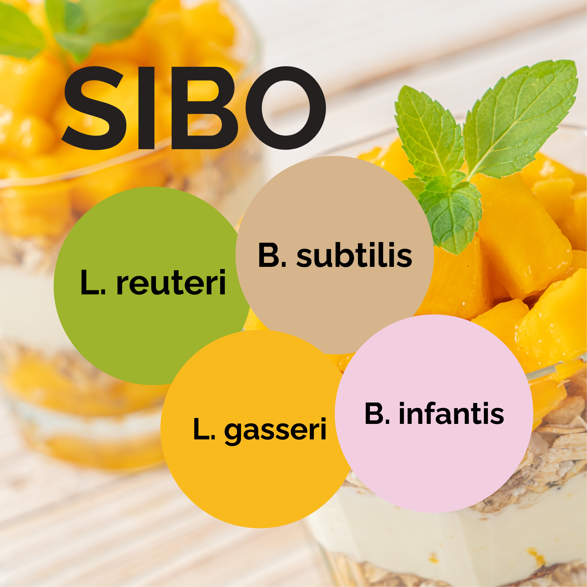 L. reuteri + L. gasseri + B. infantis + B. subtilis | Yoghurt Starter Set | SIBO | Starterculturen | 3er Pack