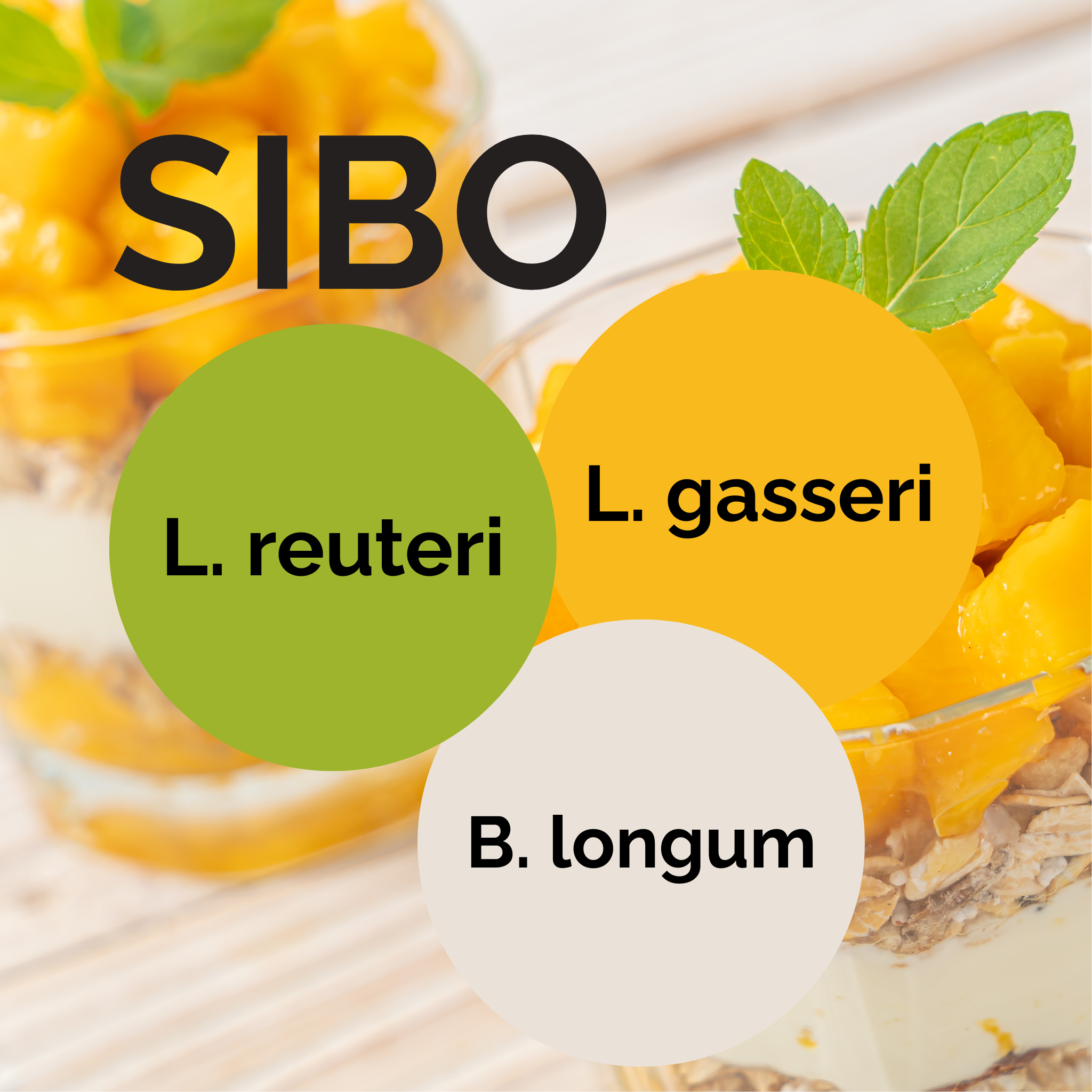 L. reuteri + L. gasseri + B. longum | Yoghurt Starter Set | Starterculturen | 3er Pack