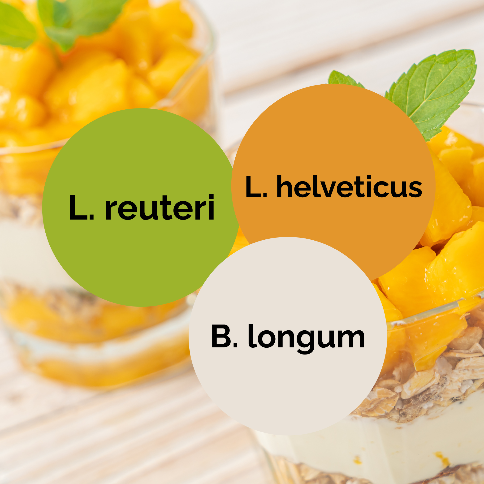 L. reuteri + L. helveticus + B. longum | Yoghurt Starter Set | Starterculturen | 3er Pack