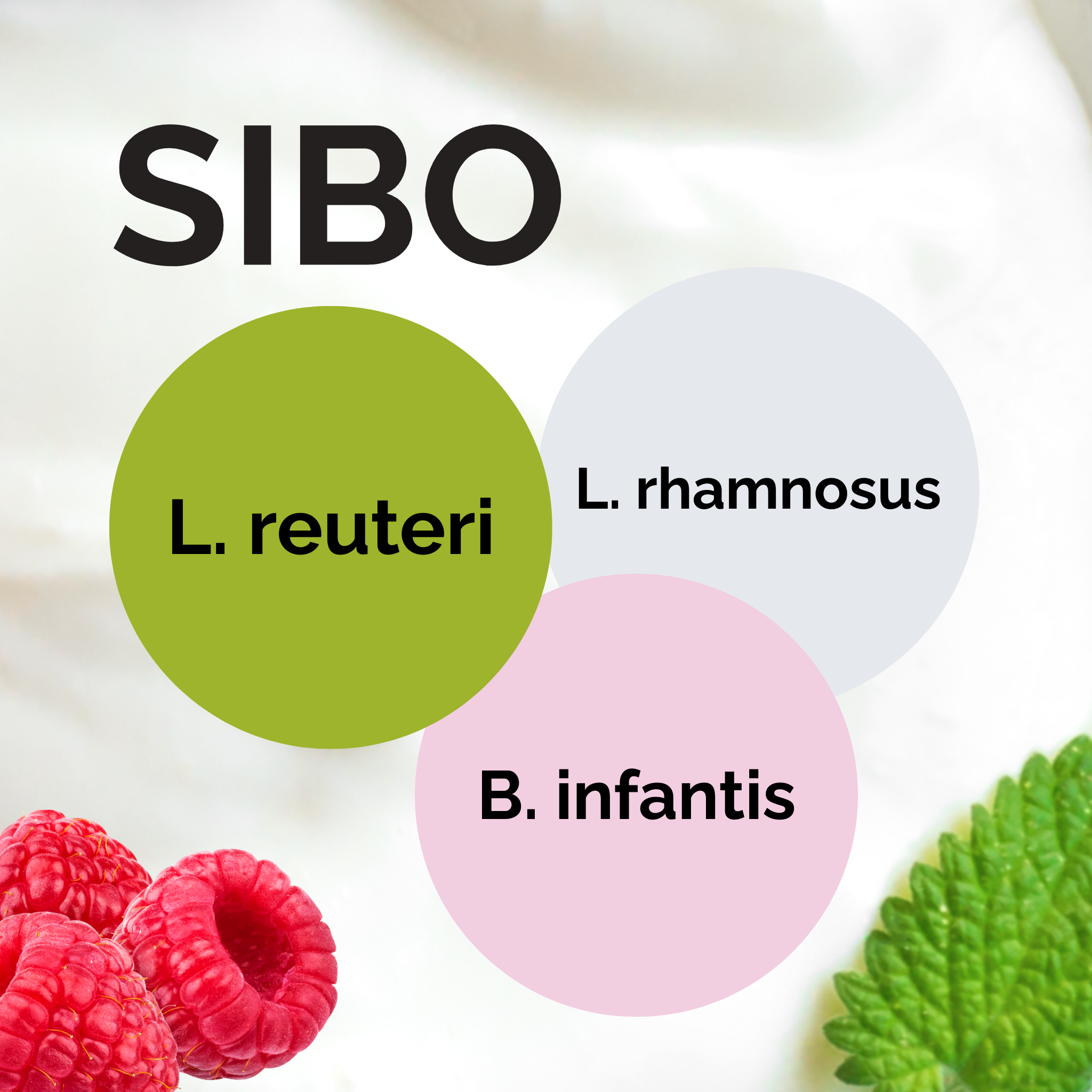 L. reuteri + L. rhamnosus + B. infantis | Yoghurt Starter Set | SIBO | Starterculturen | 3er Pack