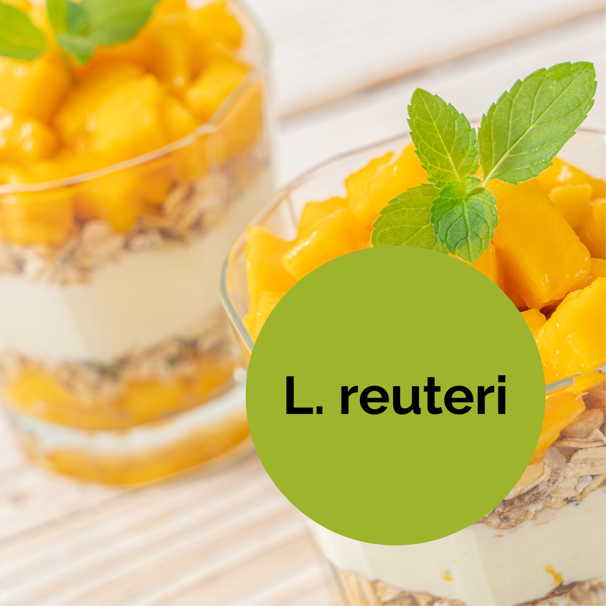 L. reuteri | Yoghurt Starter Set | Starterculturen | 3-delige set